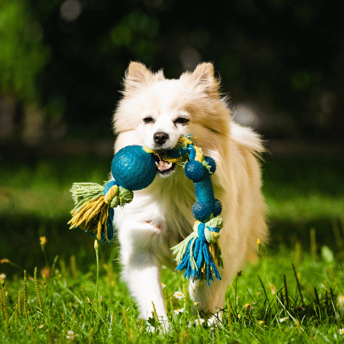 Barky Supplies Expert Tips Barky Supplies Expert Tips | Dogs Care Insights and Advice Dog Toys