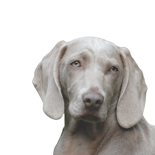 Barky Supplies Expert Tips FAQS Explained Succinctly | Your Guide to Common Questions Barky Supplies: Your One-Stop Shop for All Dog Needs