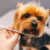 Barky Supplies Expert Tips FAQS Explained Succinctly | Your Guide to Common Questions Puppy care books