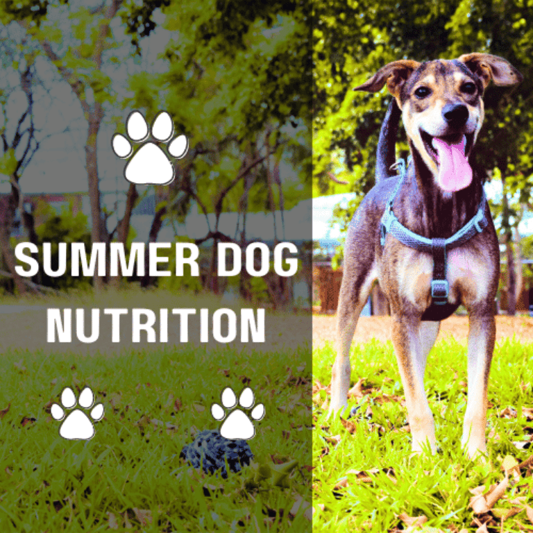 Summer Dog Nutrition