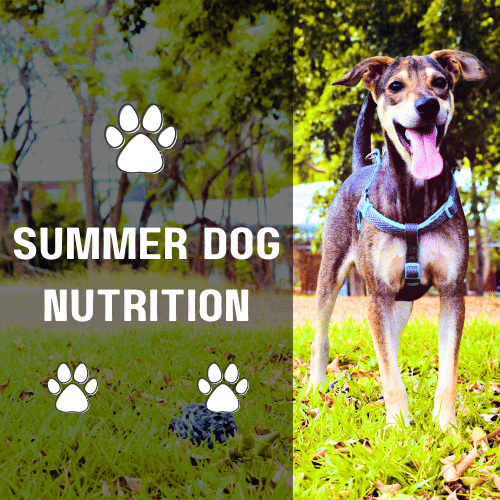 Barky Supplies Expert Tips Summer Dog Nutrition: Keeping Your Furry Friend Healthy and Happy Summer Dog Nutrition