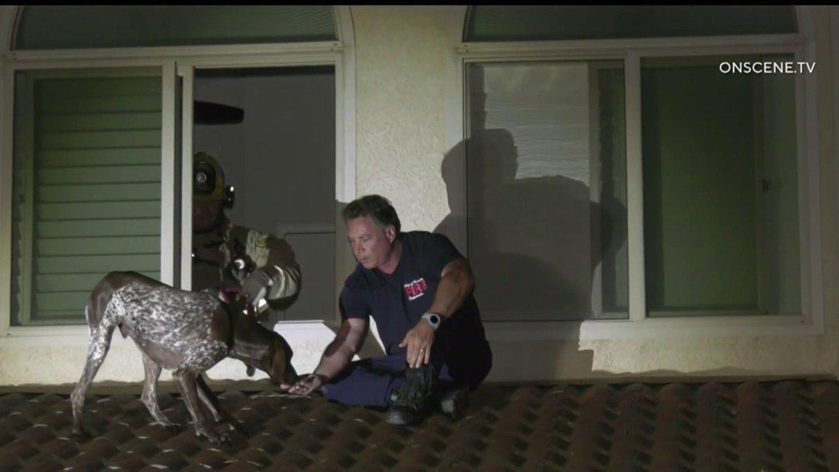 Dog Rescued From Roof of House in Riverside Barky Supplies Expert Tips