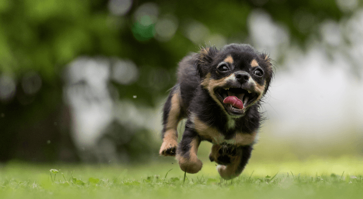 Barky Supplies Expert Tips Teaching Your Dog to Come When Called dogrun Barky Supplies Expert Tips