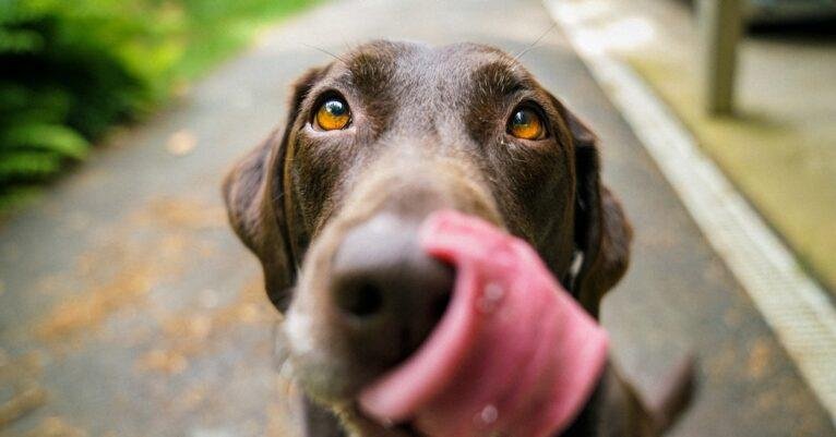 Keep Your Furry Friend Healthy - Tips and Advice for a Holistic Approach