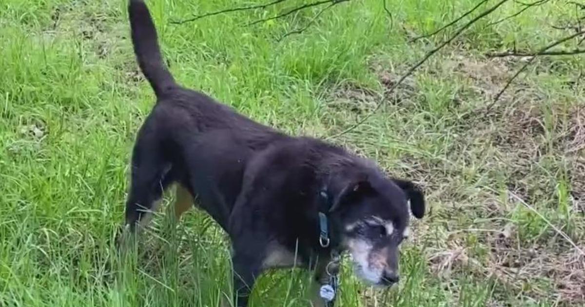 snapshot 4 Barky Supplies Expert Tips