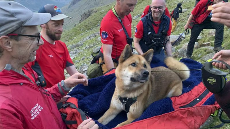 230516101718 01 scafell pike dog rescue Barky Supplies Expert Tips