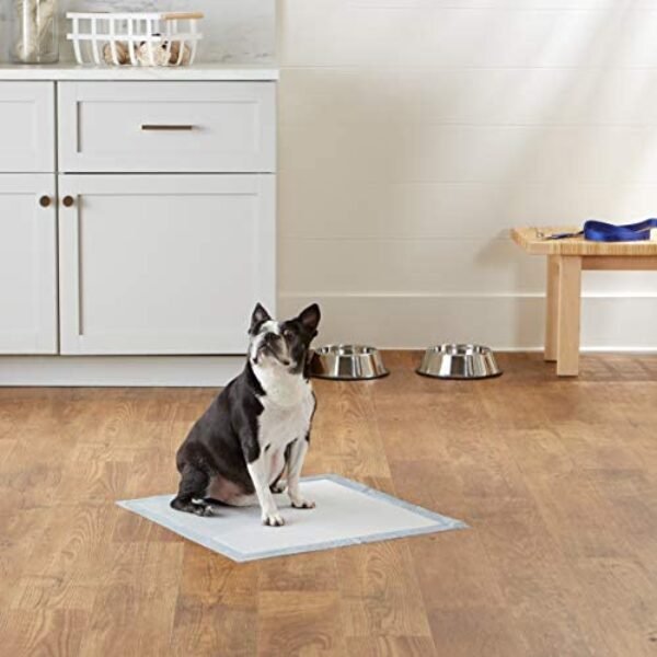 412Ldjg3ogL._AC_.jpg Amazon Basics Dog and Puppy Pee Pads - Quick-Dry Design | Hassle-Free Training