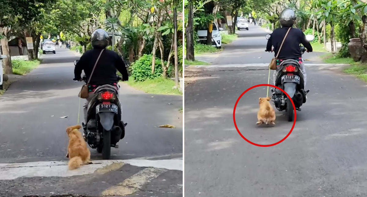 Barky Supplies Expert Tips Horrific Footage Shows Woman Dragging Dog Behind Scooter in Bali 514385d0 f3a0 11ed bf1f c9e47f3f43d5 Barky Supplies Expert Tips