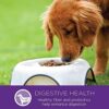 Small Breed Wellness Dog Food with Grains - Natural Ingredients, Made in USA | Wellness Complete Health