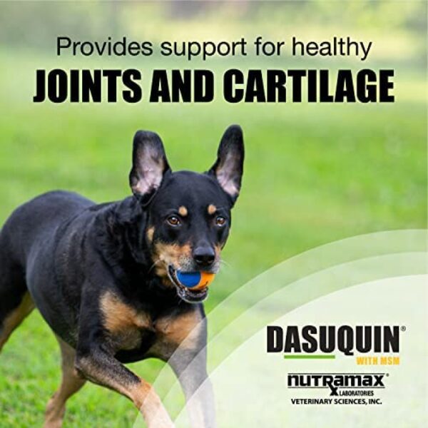51wtttaYANL._AC_.jpg Nutramax Dasuquin with MSM: Joint Health Supplement for Large Dogs