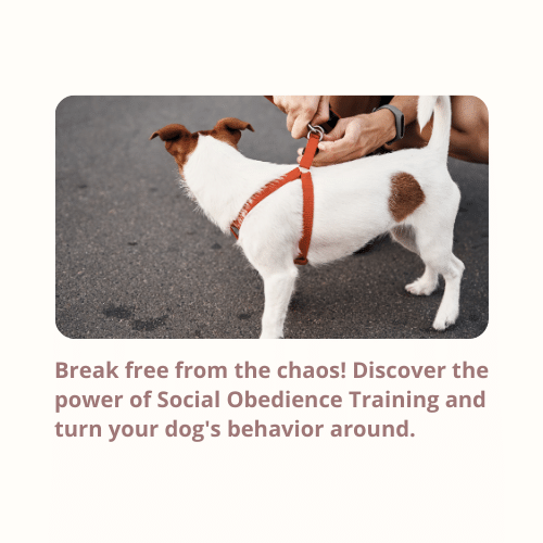 Barky Supplies Expert Tips Social Obedience Training: Build a Well-Behaved Canine Companion Break free from the chaos! Discover the power of Social Obedience Training and turn your dog's behavior around.