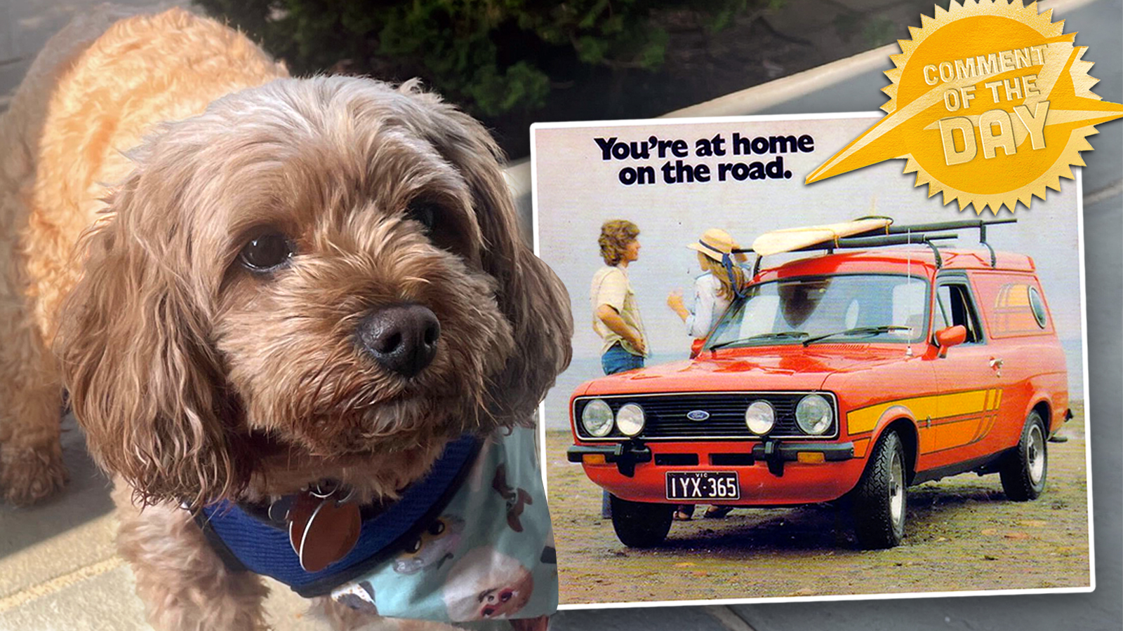 COTD 052323 copy Barky Supplies Expert Tips