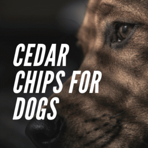 Cedar Chips for Dogs