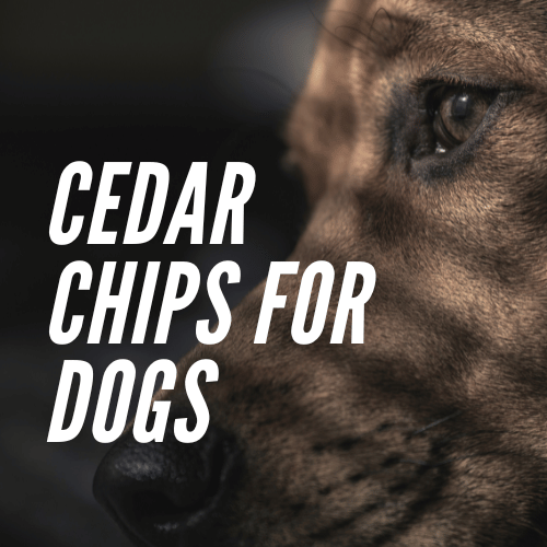Barky Supplies Expert Tips Cedar Chips for Dogs: Everything You Must Know Cedar Chips for Dogs