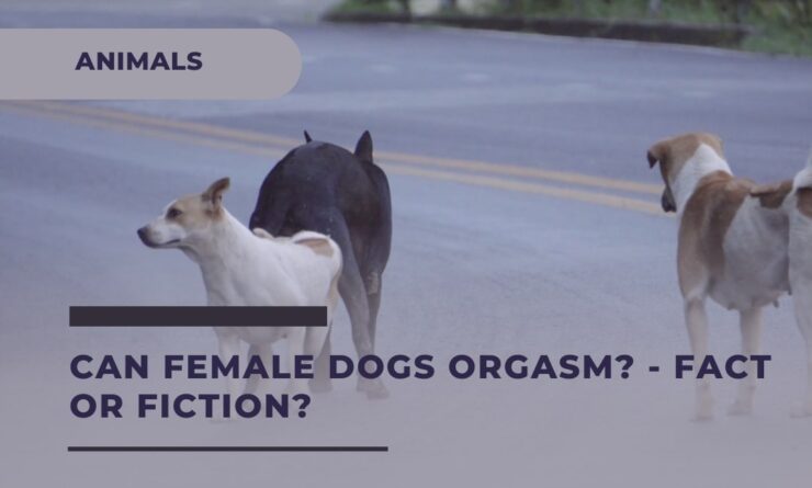 Discover the Female Dogs sexual habits and orgasms Barky Supplies Expert Tips