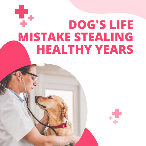Barky Supplies Expert Tips Dog's Life Mistake Stealing Healthy Years - Veterinary Experts Dog's Life Mistake Stealing Healthy Years