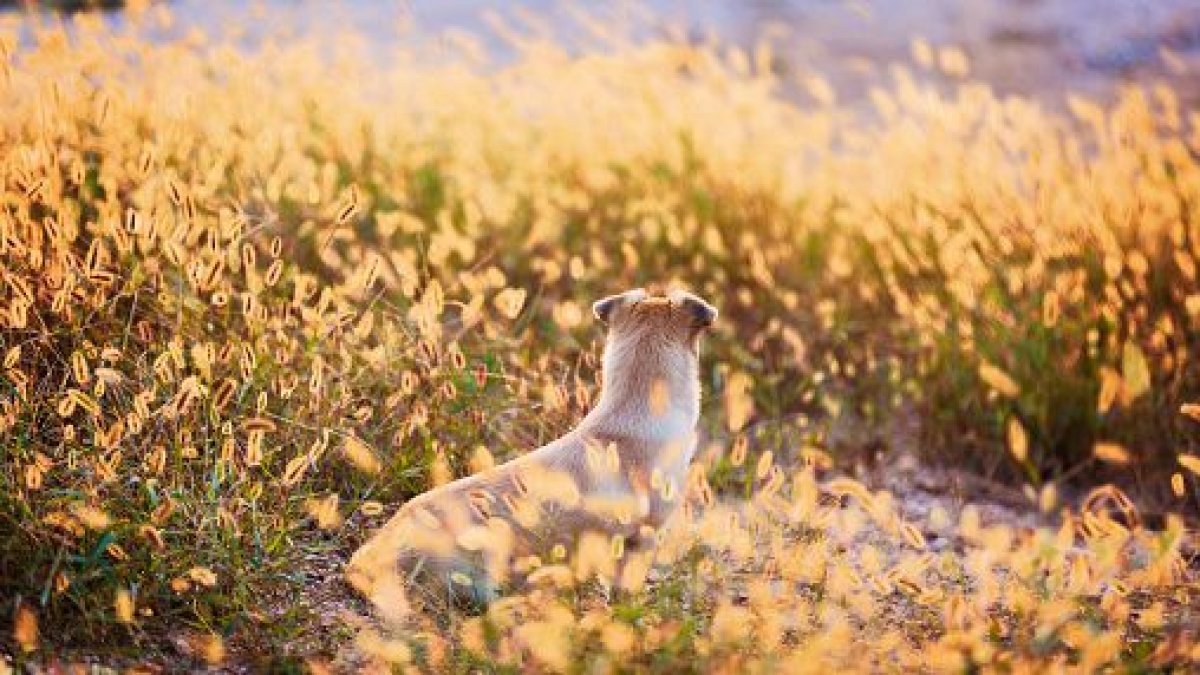 Barky Supplies Expert Tips Why Foxtail Grass Poses a Threat to Your Dog - NBC 7 San Diego GettyImages 615491670 e1684345383826 Barky Supplies Expert Tips