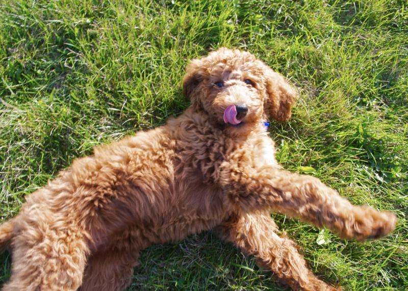 Madonna Mooney s Dog Barky Supplies Expert Tips