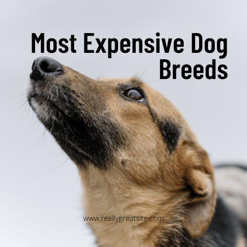 Most Expensive Dog Breeds Discover the Priciest Canine Breeds