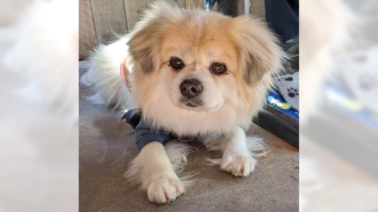 Barky Supplies Expert Tips Tibetan spaniel Tristan is a sweet, loving little guy – Orange County Register OCR L ADOPTTRISTAN 0 16x9 1 Barky Supplies Expert Tips
