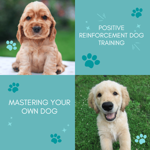 Barky Supplies Expert Tips Positive Reinforcement Dog Training | Mastering Your Own Dog Mastering Your Own Dog