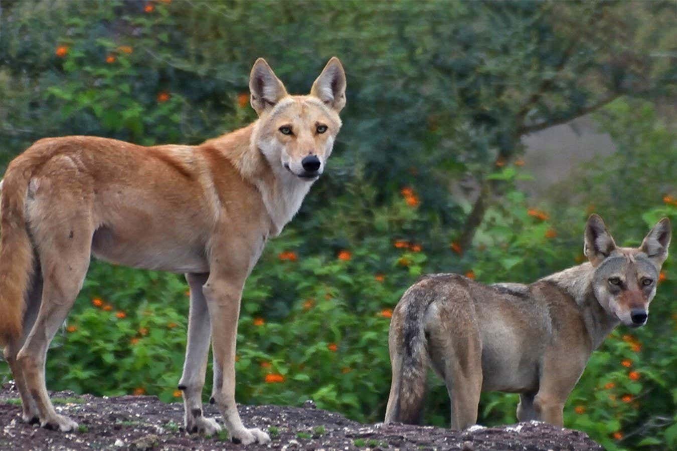 Barky Supplies Expert Tips First Confirmed Wolf-Dog Hybrid in India: A Fascinating Discovery SEI 157821749 Barky Supplies Expert Tips