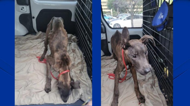 Barky Supplies Expert Tips Heartbreaking: Emaciated Dog Found Abandoned at Derby State Park SHELTON EMACIATED DOG EDITED Barky Supplies Expert Tips