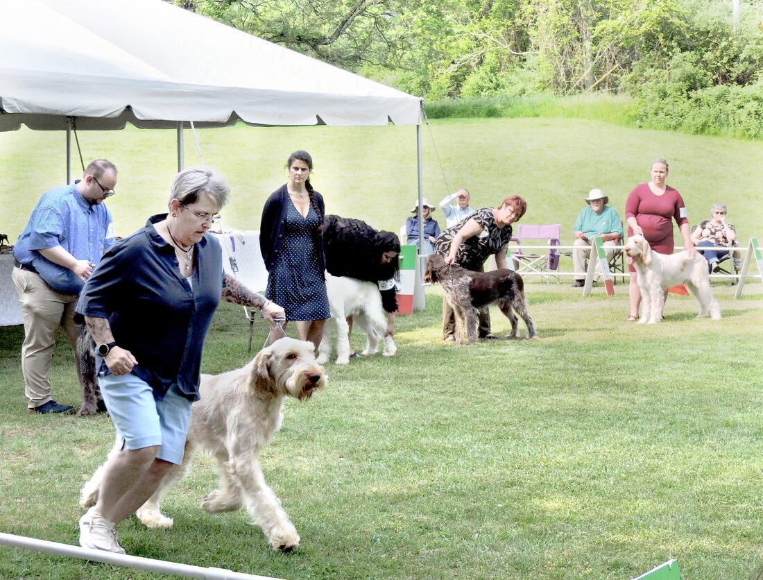 Barky Supplies Expert Tips Weirton gets round of a-paws from national dog organization | News, Sports, Jobs Spinone 1 WEB Barky Supplies Expert Tips