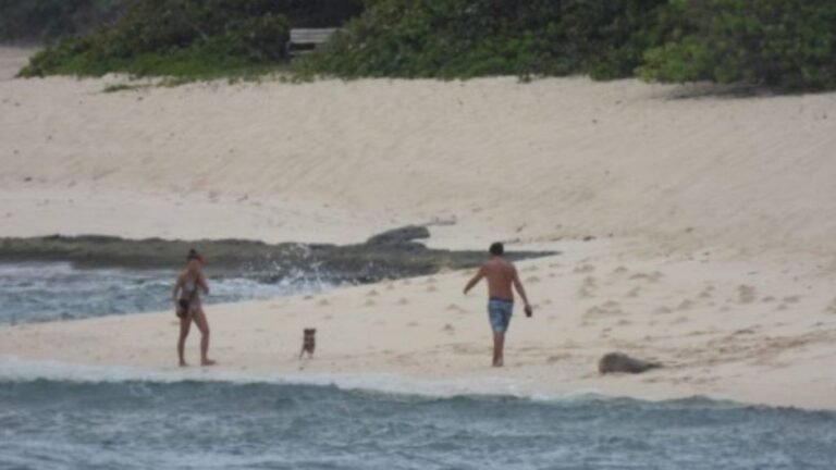 Barky Supplies Expert Tips Couple with Dog Spotted Near Hawaiian Monk Seal Habitat Too close to monk seal 1024x576 Barky Supplies Expert Tips