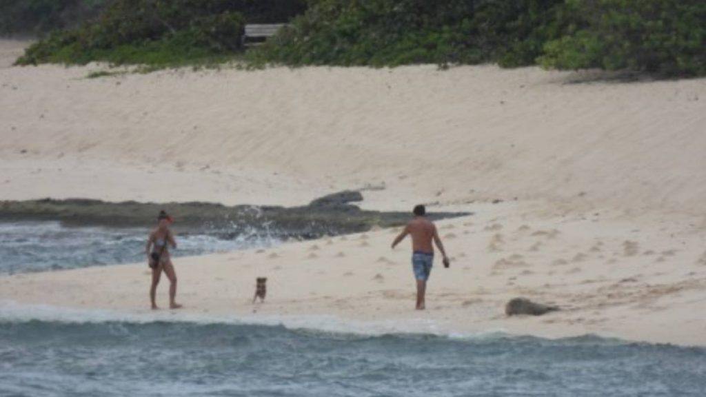 Too close to monk seal Barky Supplies Expert Tips