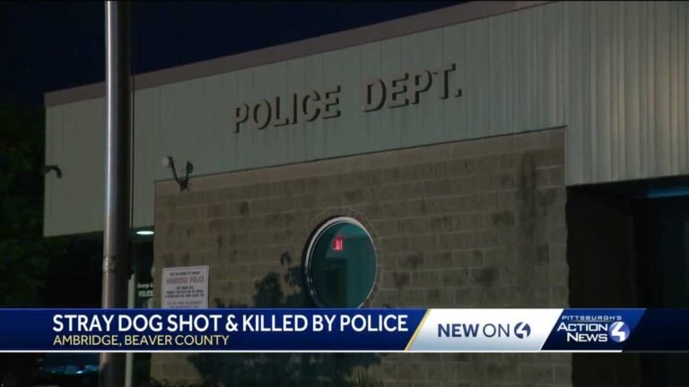 Barky Supplies Expert Tips Police shoot, kill dog; claim she became aggressive aaea3321 2409 4f3c afa6 a38a28dae8e4 Barky Supplies Expert Tips