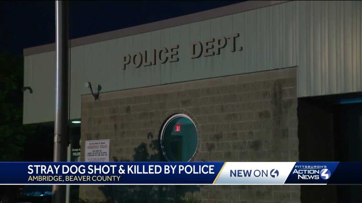 Barky Supplies Expert Tips Police shoot, kill dog; claim she became aggressive aaea3321 2409 4f3c afa6 a38a28dae8e4 Barky Supplies Expert Tips