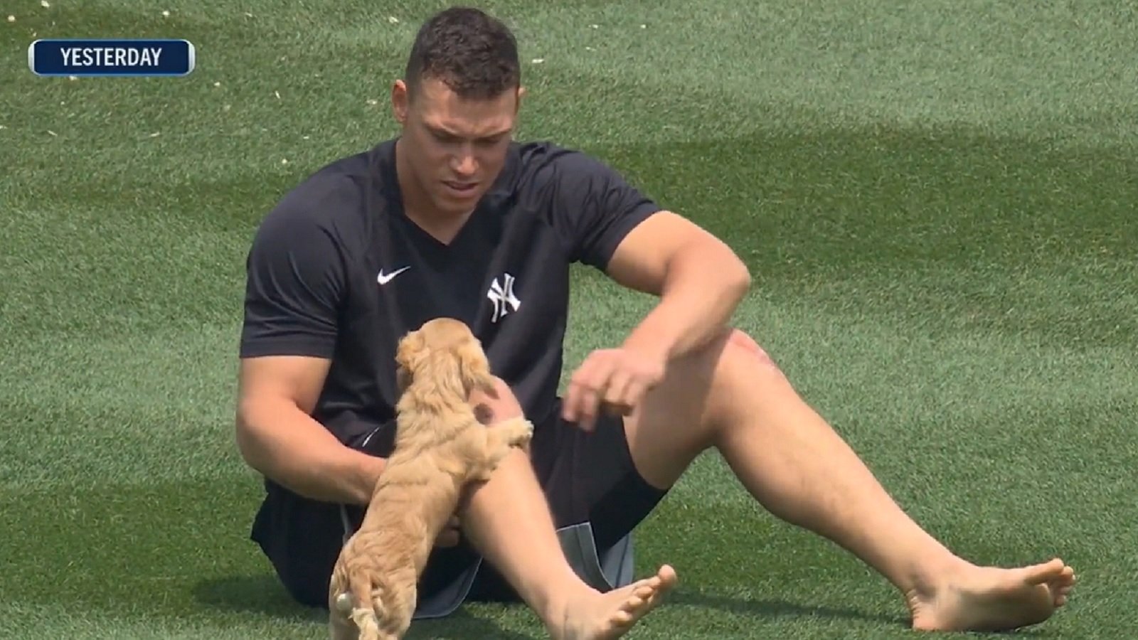 aaron judge dog gus Barky Supplies Expert Tips
