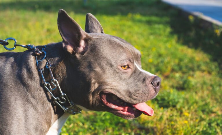 Barky Supplies Expert Tips American Bully 'Attacks' Old Man Passing by With Kisses in Adorable Clip american bully seen outdoors wear collar Barky Supplies Expert Tips