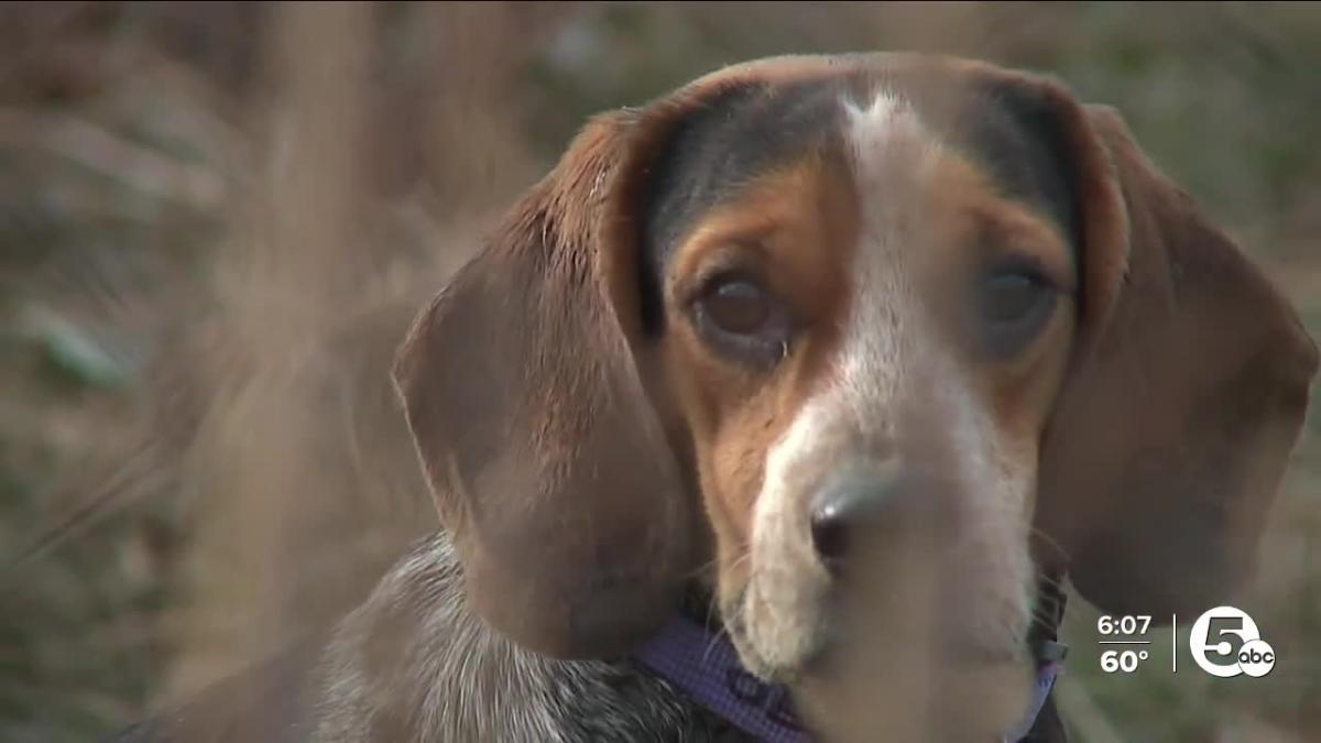 b7d912d0ab76cda2a6e9d227c8d82bde Barky Supplies Expert Tips