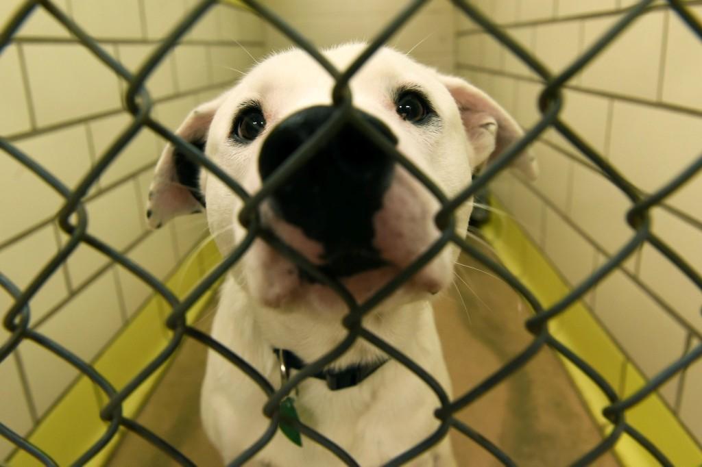 Barky Supplies Expert Tips Woodbury Humane Society to reopen with limited services Monday – Twin Cities cst 71753 Animal Humane Society Barky Supplies Expert Tips