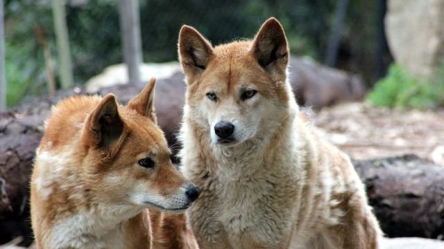 Barky Supplies Expert Tips Surprising Discovery: Dingo Populations Have Less Dog Ancestry dingo populations have less dog ancestry than we thought 373948 Barky Supplies Expert Tips