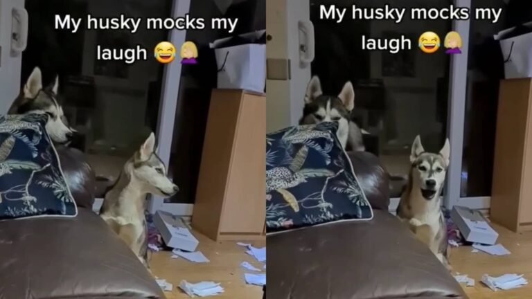 Barky Supplies Expert Tips Dog Perfectly Imitates Pet Parent's Laughter | Watch Trending Video dog imitates pet parent laughter 1684644955498 1684644972168 Barky Supplies Expert Tips