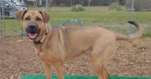 fa99bbaced80e7f1c32cce64216e8714.webp Barky Supplies Expert Tips