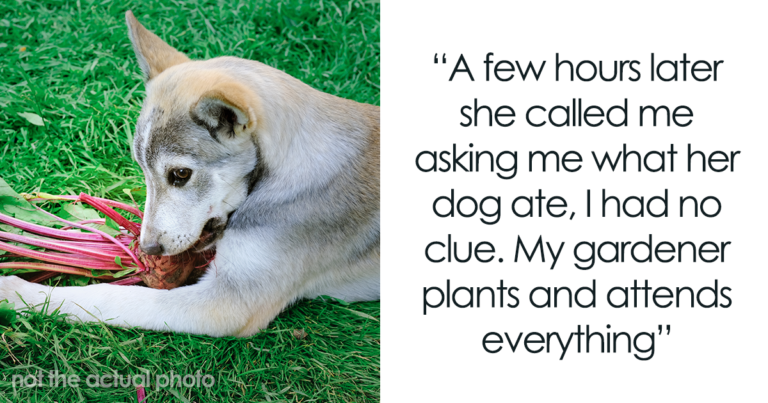 Barky Supplies Expert Tips Dog Gets Sick at Party: Hostess Reflects on Response friends dog not allowed digs garden gets sick fb Barky Supplies Expert Tips