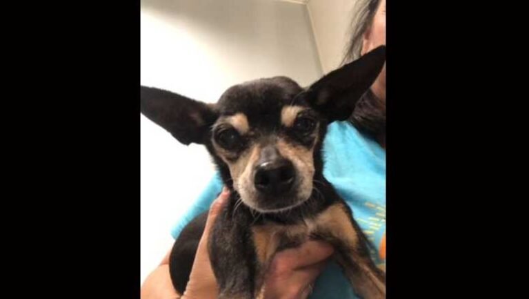 Barky Supplies Expert Tips Upstate Animal Control Officer Fired Over Lost Dog minnie 64641c20301ad Barky Supplies Expert Tips