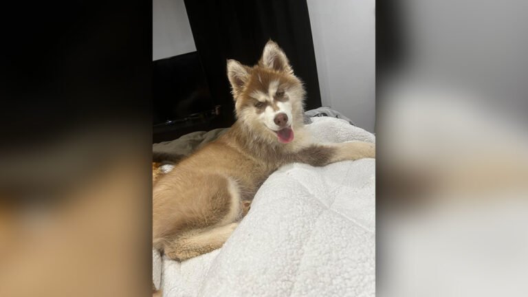 Barky Supplies Expert Tips Tragic Incident: Dog Found Shot to Death in Cherokee County moxie dog web Barky Supplies Expert Tips