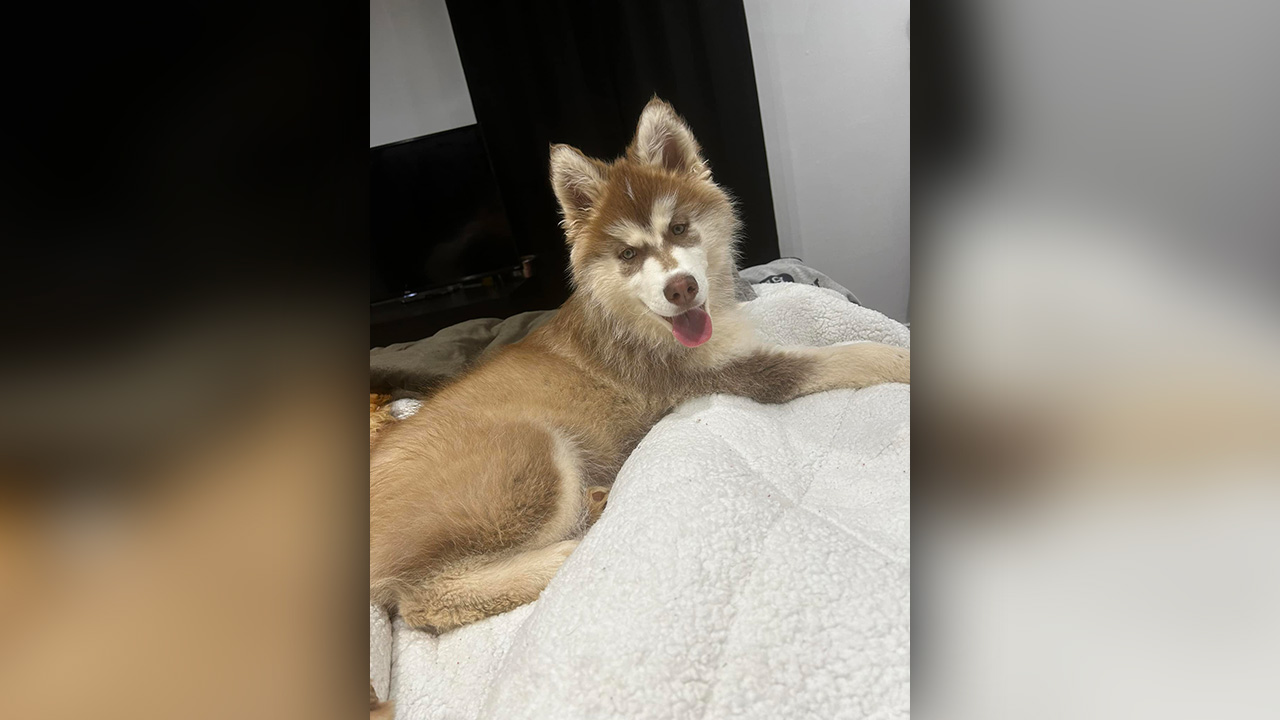 Barky Supplies Expert Tips Tragic Incident: Dog Found Shot to Death in Cherokee County moxie dog web Barky Supplies Expert Tips