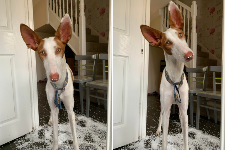 Barky Supplies Expert Tips Dog Causes 'Mayhem' in Just 20 Minutes, Leaving Owner Cleaning for Hours olive standing beans Barky Supplies Expert Tips