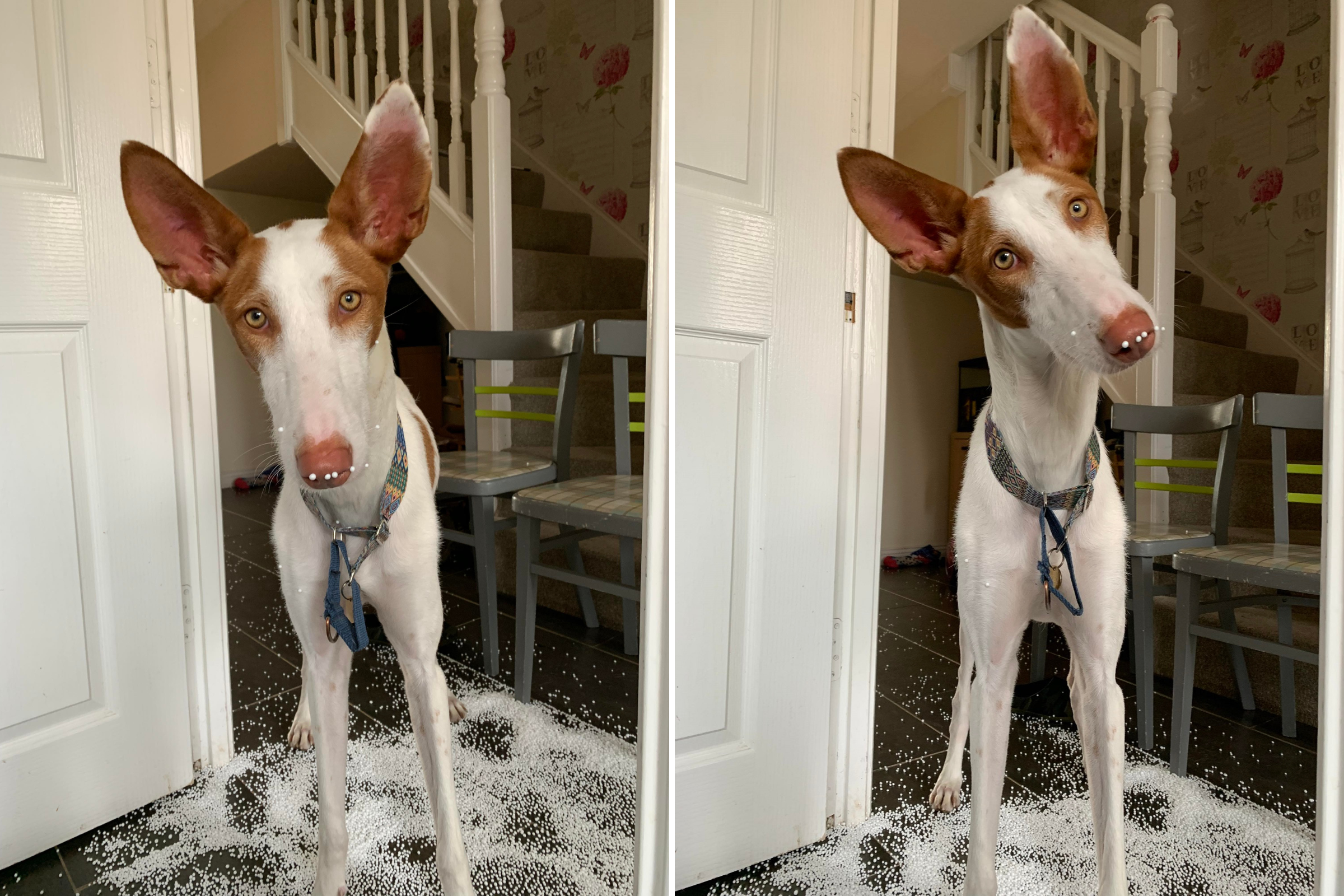 olive standing beans Barky Supplies Expert Tips