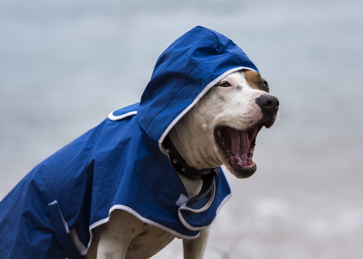 pit bull demands walk rain Barky Supplies Expert Tips