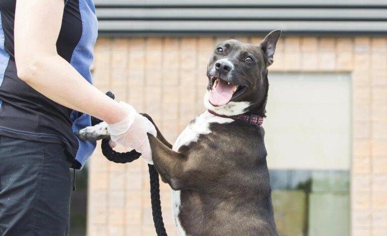 Barky Supplies Expert Tips Shelter Dog Awaits Forever Home for Over a Year scs20230519jj28 Barky Supplies Expert Tips