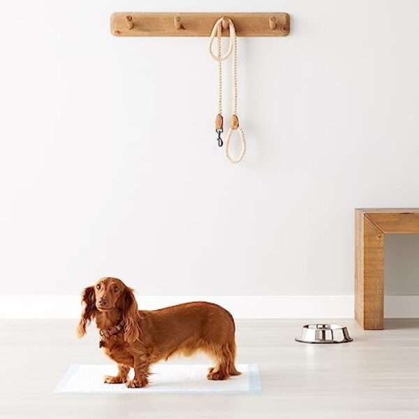 41-K9D8NgpL._AC_.jpg Premium Amazon Basics Dog and Puppy Pee Pads - Pack of 80 | Reliable Potty Training Solution