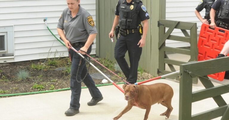 Barky Supplies Expert Tips WATCH: 2 taken to hospitals with ‘serious injuries’ following dog attack, police say | Top Story 6494ff0337d8c.image Barky Supplies Expert Tips