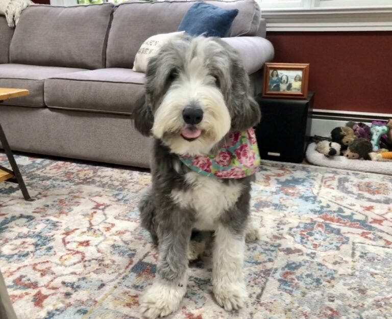 Barky Supplies Expert Tips West Hartford Dog Owners: Time to Renew Your Dog License - We-Ha IMG 3095 scaled Barky Supplies Expert Tips